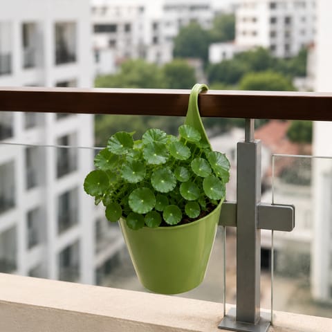 Brahmi Dollar/Pennywort in 8 Inch Green Single Hook Hanging Plastic Pot