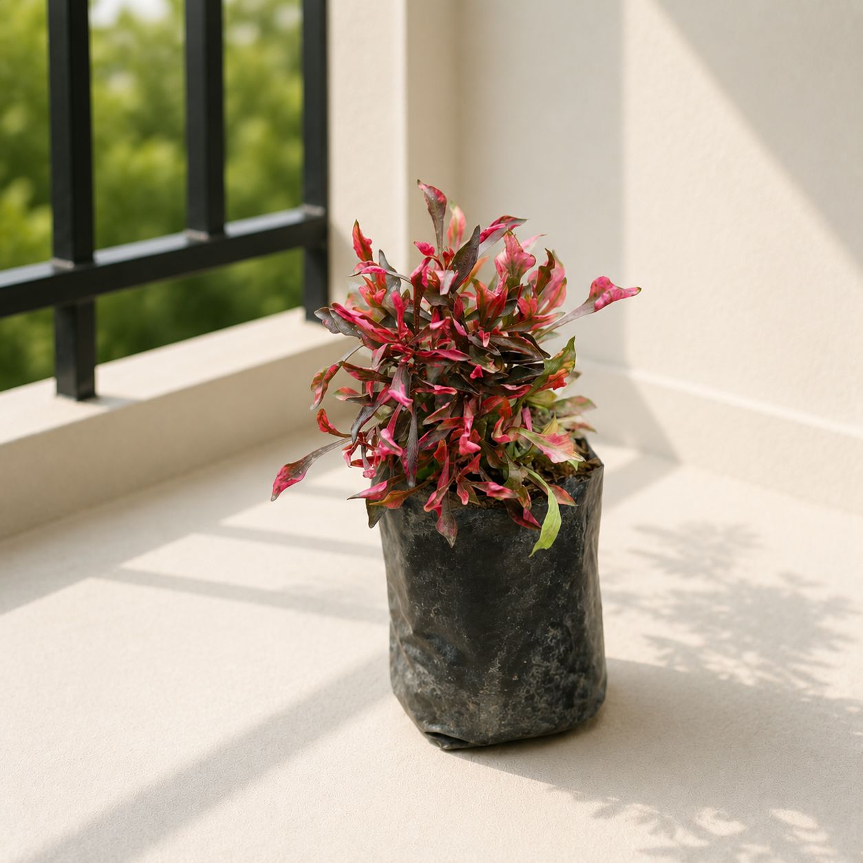 Alternanthera Red in 3 inch Nursery Bag
