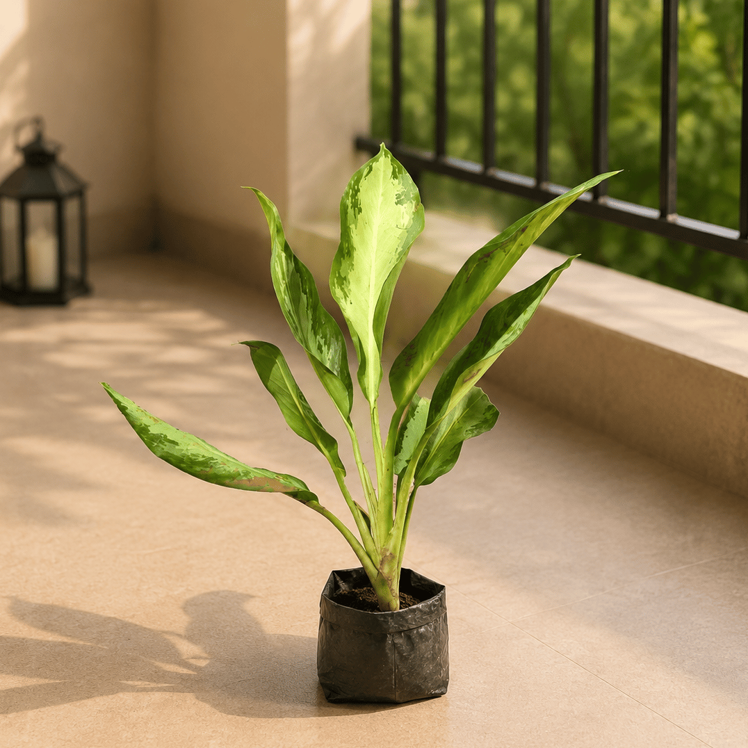Aglaonema Silver in 6 Inch Nursery Bag