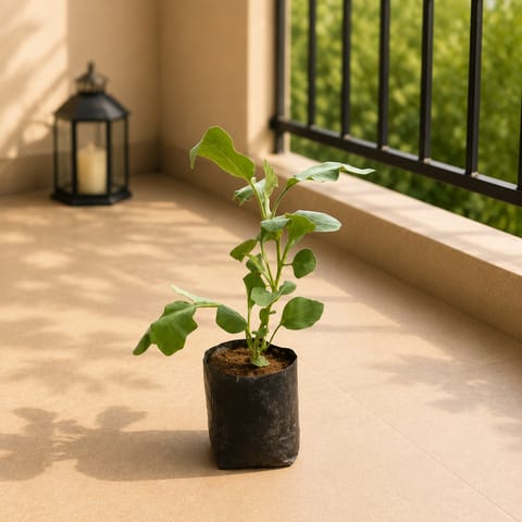 Baigan / Brinjal Plant in 4 Inch Nursery Bag