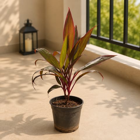 Dracaena Rosea Red in 6 Inch Nursery Pot