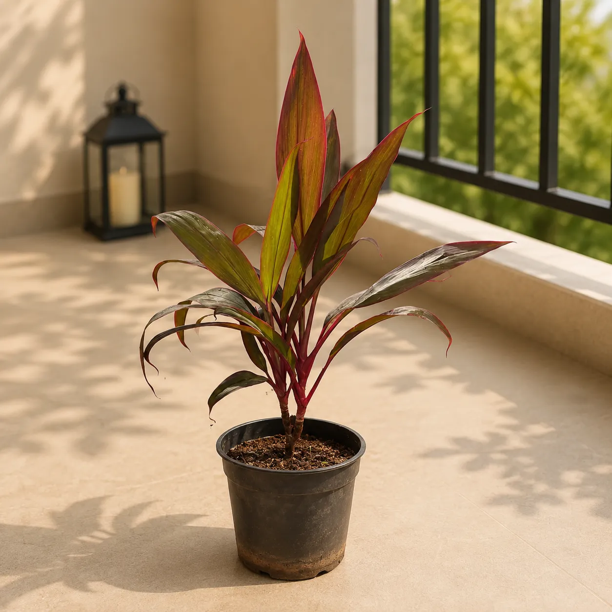 Dracaena Rosea Red in 6 Inch Nursery Pot