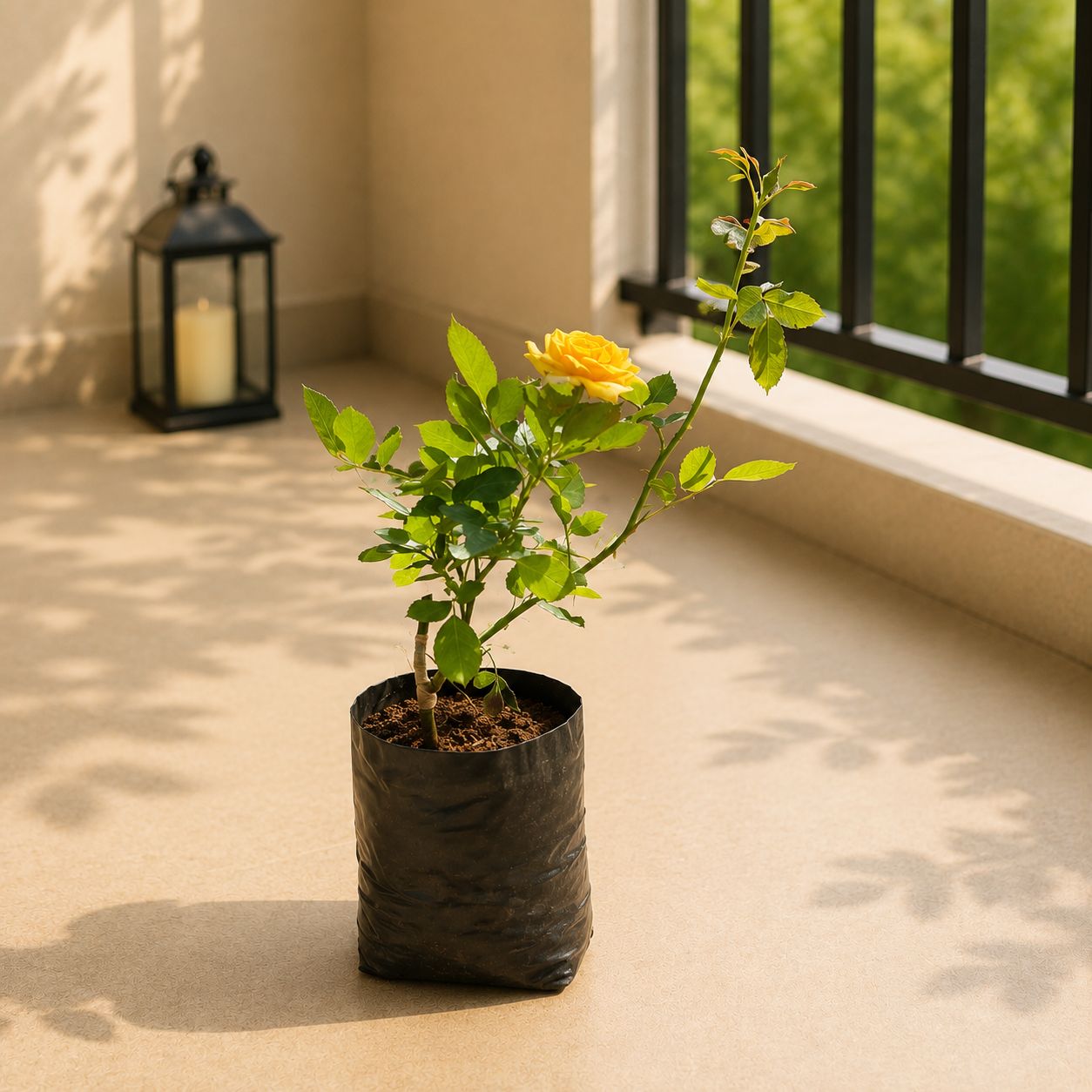 Rose Yellow in 4 Inch Nursery Bag
