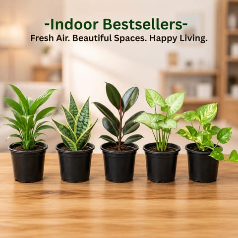 Bestselling Indoor Plants: Set of 5 - Peace Lily, Rubber, Syngonium Green, Snake Dwarf & Money Plant in 4 inch Nursery Pot | Instant Home Makeover