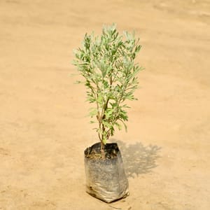 Lavender in 4 Inch Nursery bag