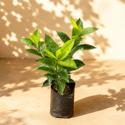 Ixora Dwarf Peach in 6 Inch Nursery Bag