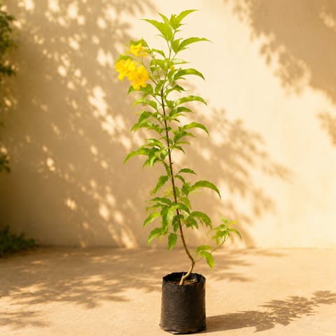 Tecoma Yellow (3 Ft) in 4 Inch Nursery Bag