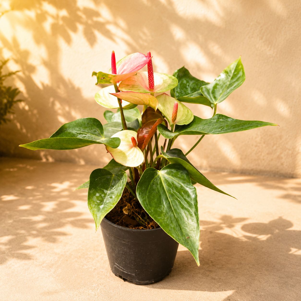 Anthurium Pink in 4 Inch Nursery Pot