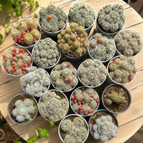 Surprise (any one) Mammillaria Cactus in 3 Inch Nursery Pot