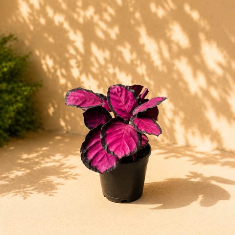 Calathea Dottie in 4 Inch Nursery Pot