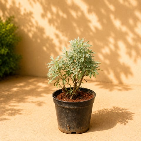 Lavender in 4 Inch Nursery Pot