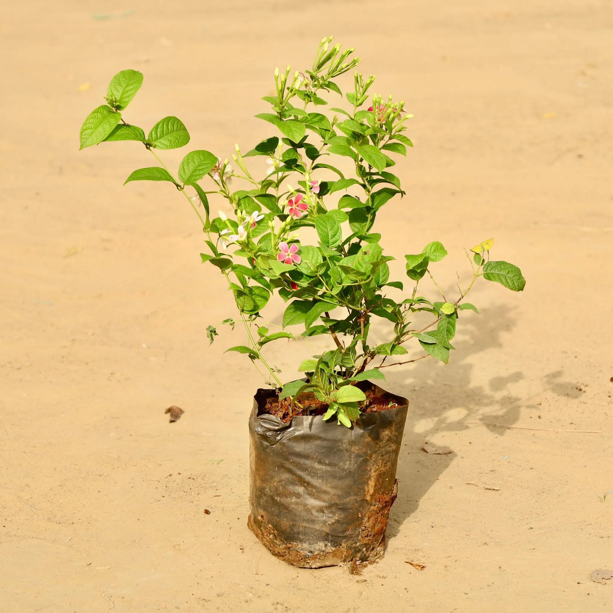 Madhumalti / Rangoon Creeper Pink in 6 Inch Nursery Bag | Color Changing Blooms | Fragrant