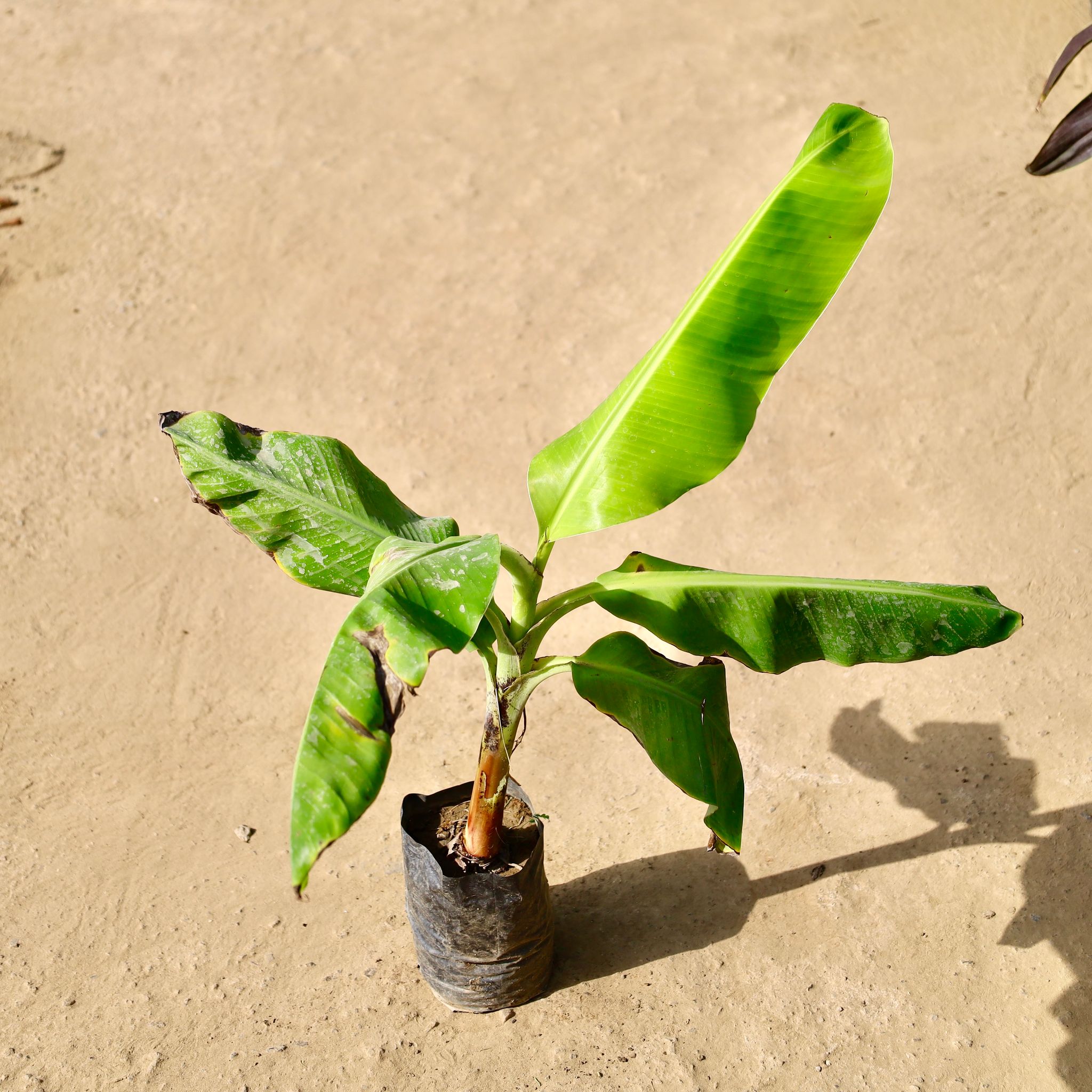 Banana Plant / Kela in 8 inch Nursery Bag
