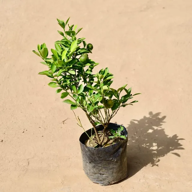 Lemon Kajgi (~2-3 ft) in 8 Inch Nursery Bag