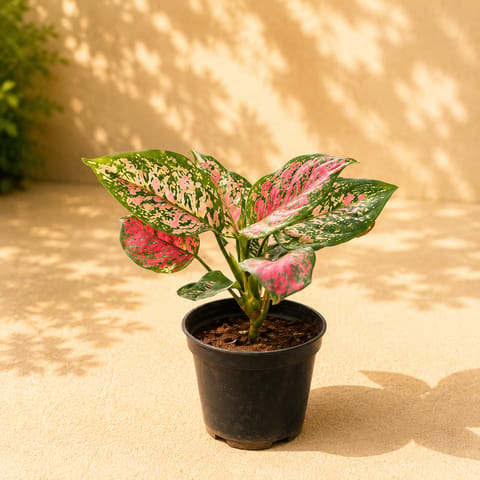 Aglaonema Pink in 4 Inch Nursery Pot