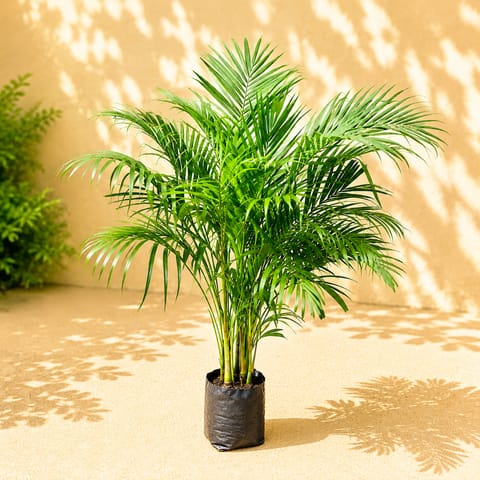 Areca Palm (~ 4 Ft) in 8 Inch Nursery Bag