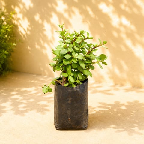 Pune Jade in 4 Inch Nursery Bag