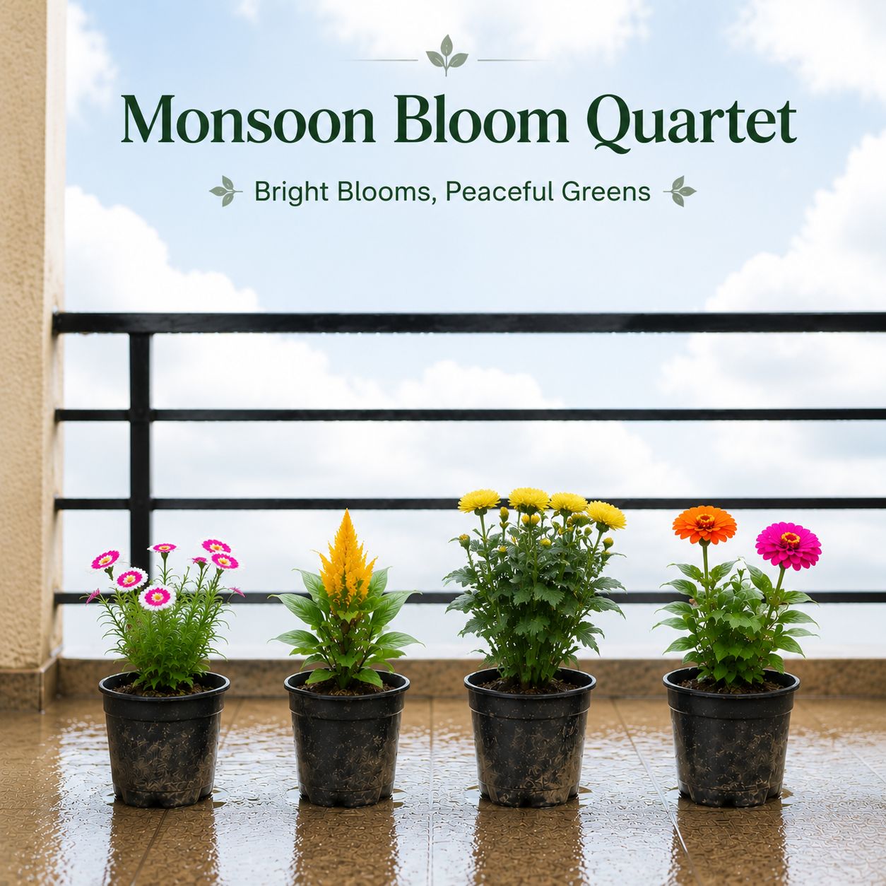 Monsoon Bloom Quartet - Set of 4 - Celosia, Chrysanthemum, Zinnia & Dianthus in 5 Inch Nursery Pots