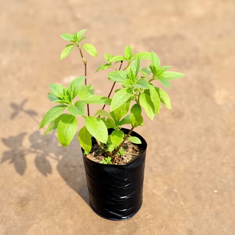 Kapoor Tulsi in 4 Inch Nursery Bag