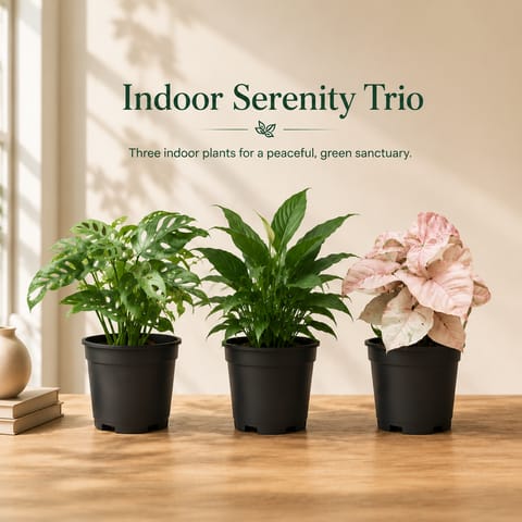 Indoor Serenity Trio - Set of 3 - Monstera Broken Heart, Syngonium Pink & Peace lily in 4 Inch Nursery Pots | Indoor Plants