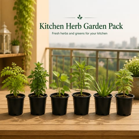 Kitchen Herb Garden Pack - Set of 6 - Ajwain, Curry Patta, Mint, Chilli, Paan & Aloe Vera in 6 inch Nursery Pot