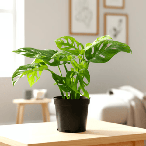 Monstera Broken Heart in 5 Inch Nursery Pot