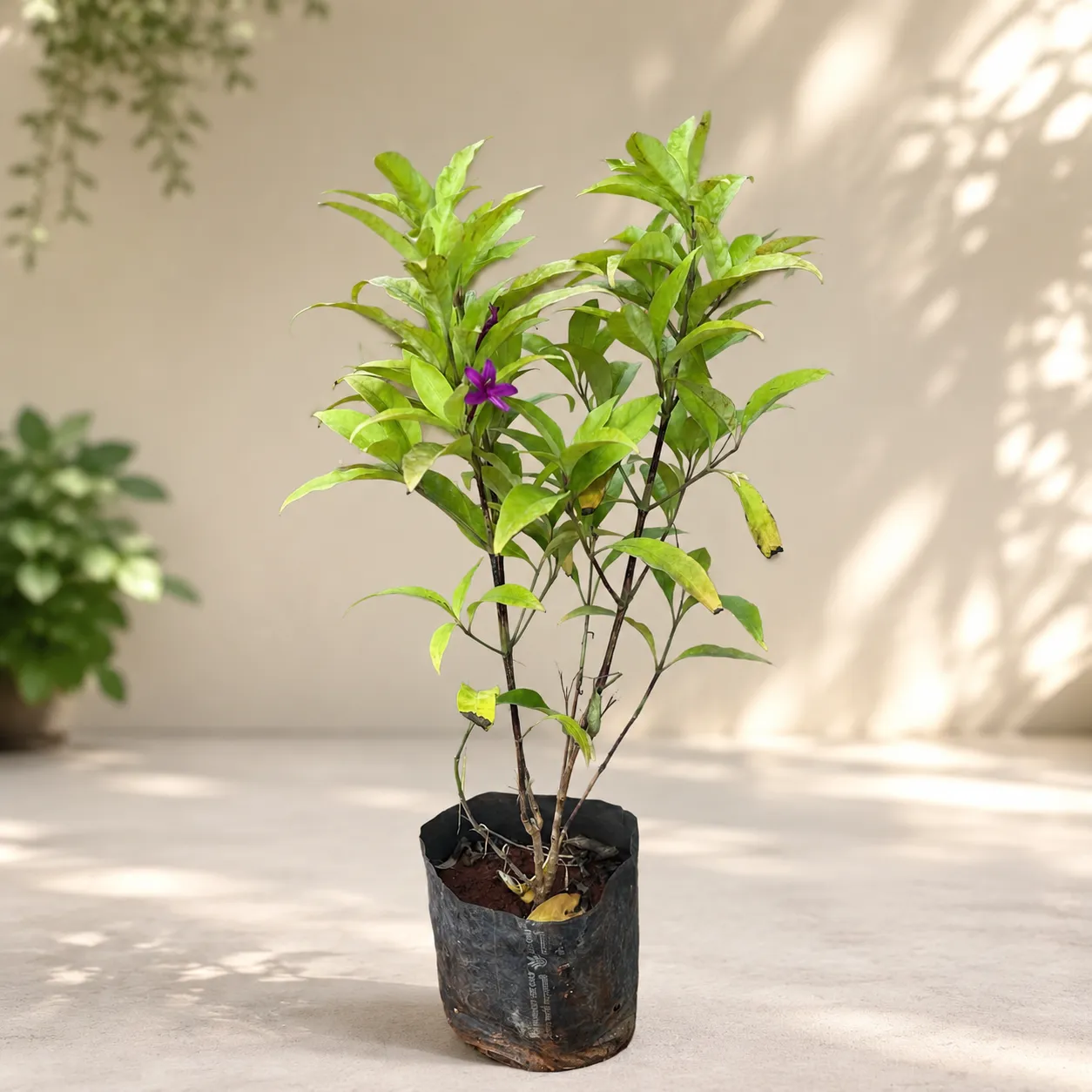 Pseuderanthemum / Shooting Star Purple in 4 Inch Nursery Bag