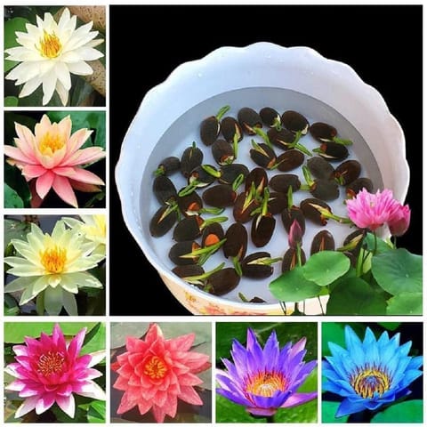 Lotus Seed - GMO Free | Excellent Germination | Easy to Grow | Vibrant Blooms
