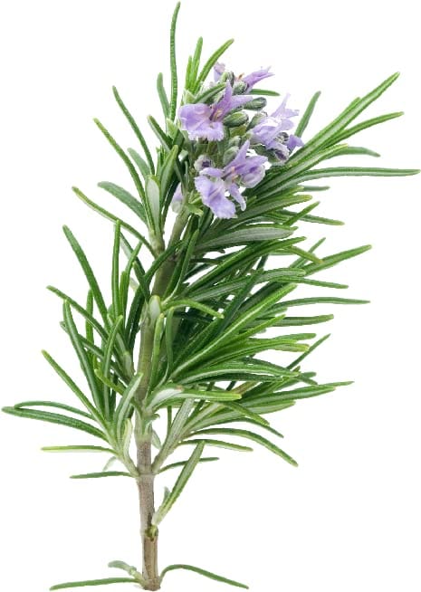 Rosemary Seeds - GMO Free | Excellent Germination | Easy to Grow | Hand Picked