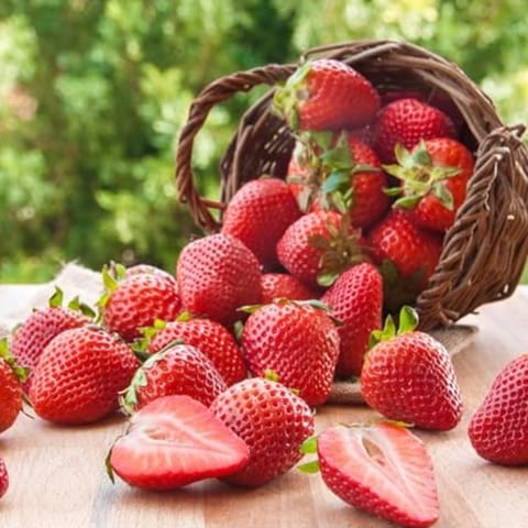 Strawberry Seeds - GMO Free | Excellent Germination | Easy to Grow | Hand Picked