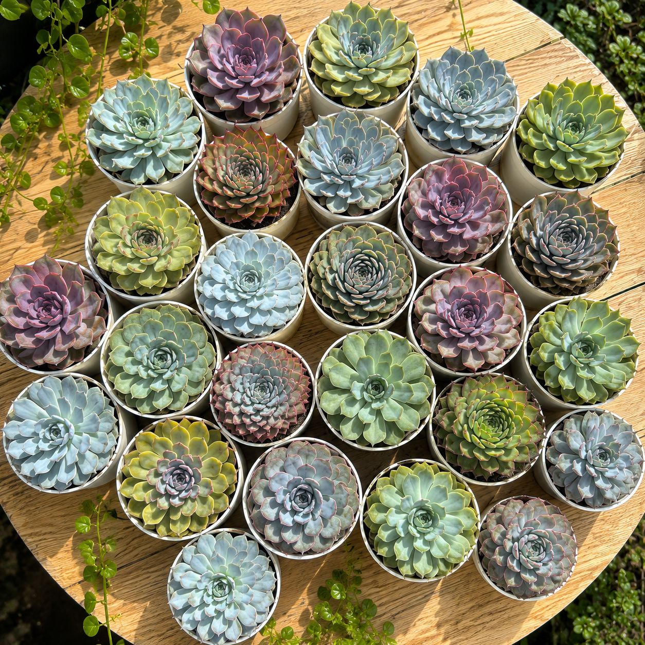 Surprise (any one) Echeveria Succulent in 3 Inch Nursery Pot
