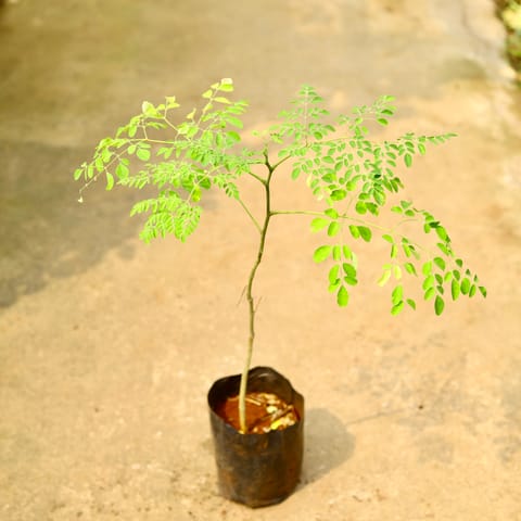 Drumstick / Paijon/ Moringa/ Sehjan in 8 Inch Nursery Bag