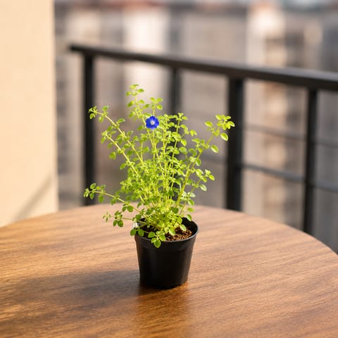 Aparajita / Asian Pigeonwings (Any Colour) in 4 Inch Nursery Pot