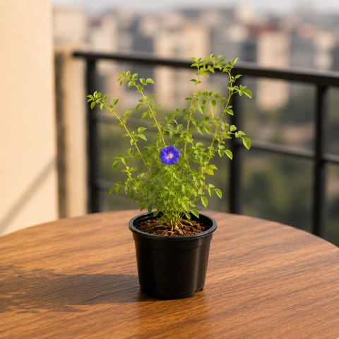 Aparajita / Asian Pigeonwings (Any Colour) in 4 Inch Nursery Pot