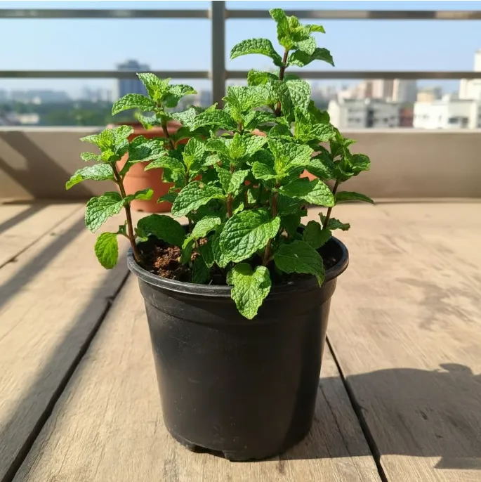 Pudina / Mint in 6 Inch Nursery Pot