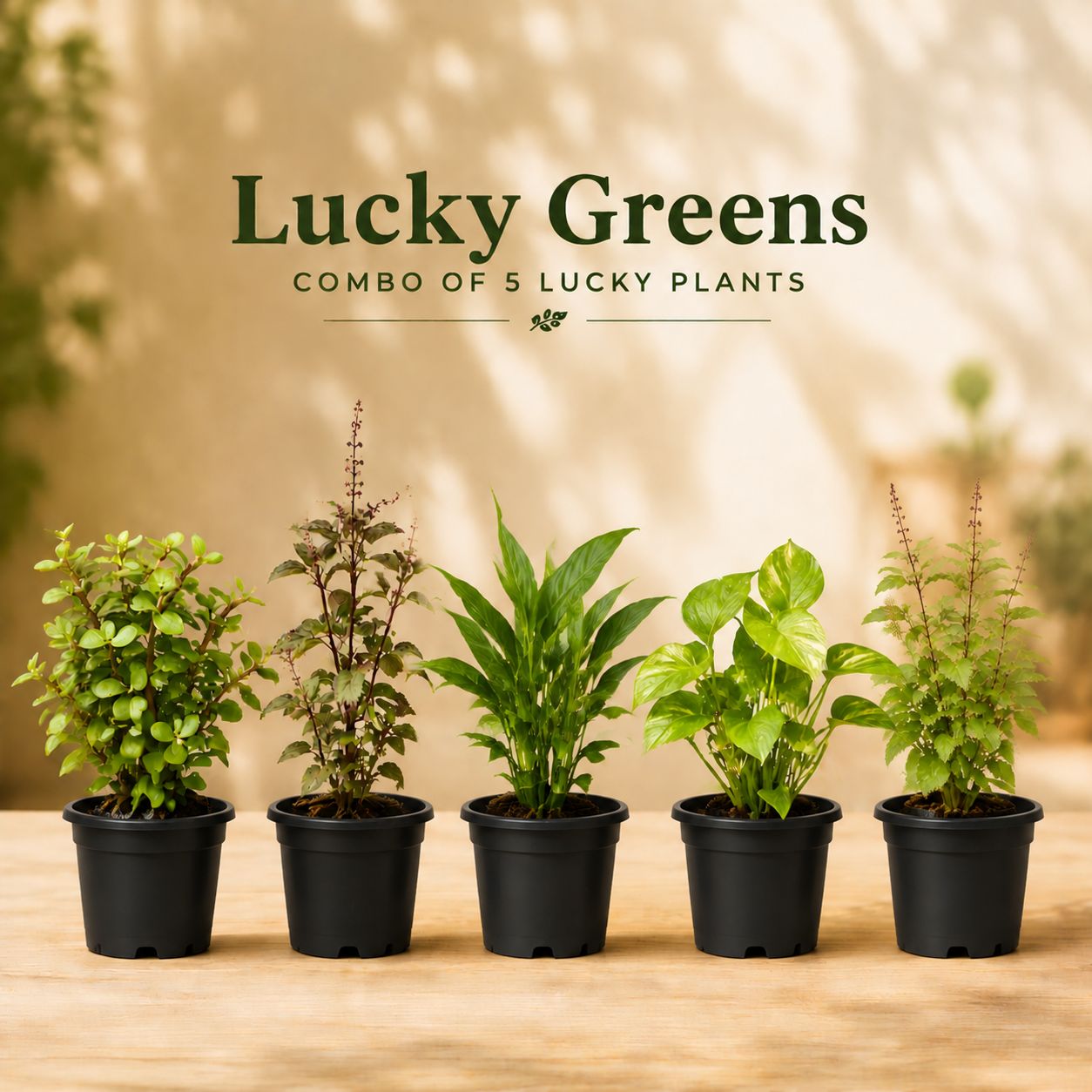 Lucky Greens - Set of 5 - Jade, Rama Tulsi, Shama Tulsi, Peace Lily & Money Plant in 4 Inch Nursery Pots