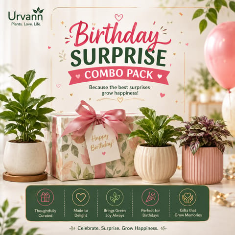🎉🌿Birthday Surprise Combo🎉🌿 - Set of 5 - Any Gardening Products