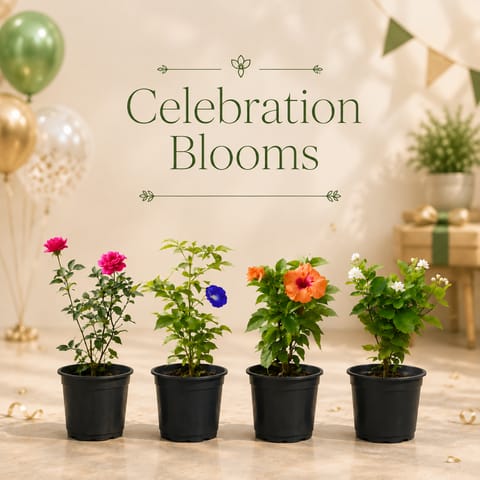 Celebration Blooms - Set of 4 - Rose, Aparajita, Mogra / Jasmine, Hibiscus Dwarf in 6 Inch Nursery Pots