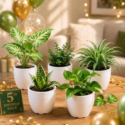 Home Refresh Greens - Snake, Money Plant, Syngonium, Jade & Spider in 4 Inch Orchid Plastic Pots