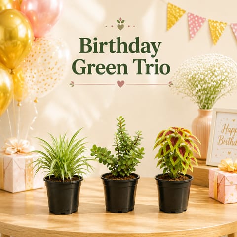 Trio of Greens - Set of 3 - Coleus, Spider & Jade in 4 Inch Nursery Pots