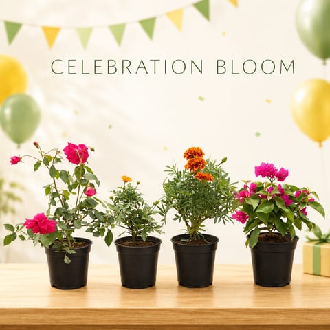 Celebration Blooms - Set of 4 - Rose, Chrysanthemum, Marigold & Bougainvillea in 6 Inch Nursery Pots