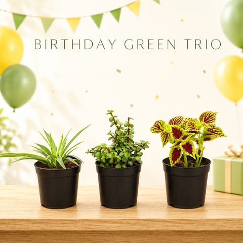 Trio of Greens - Set of 3 - Coleus, Spider & Jade in 4 Inch Nursery Pots
