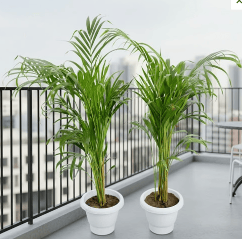 Areca Palm Celebration Pack- Set of 2 - Areca Palm in 8 Inch White Classy Pots
