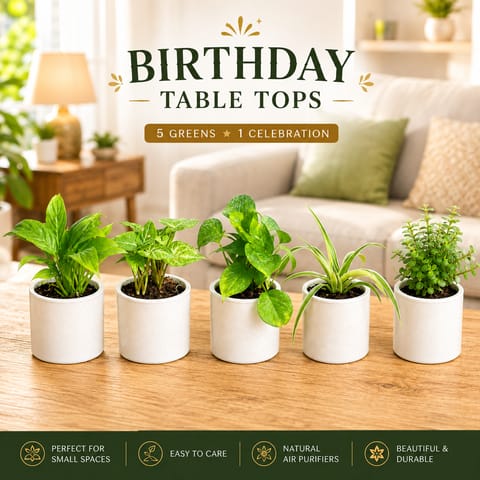 Indoor TableTop Greens - Set of 5 - Money Plant, Syngonium, Peace Lily, Spider & Jade in 4 Inch Ceramic Planters