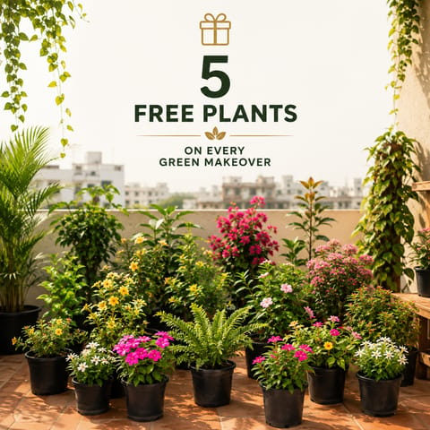 5th Birthday Special - 50 Potted Outdoor & Flowering Plants + 5 FREE Plants | Curated Blooming Garden Makeover | One-Time Delivery