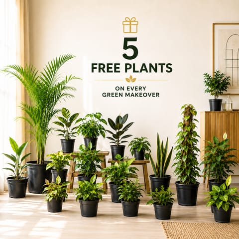 Birthday Green Indoor Haven Makeover - 50 Premium Indoor Plants + 5 FREE Plants | One-Time Delivery