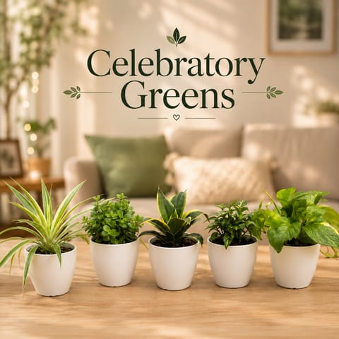 Home Refresh Greens - Snake, Money Plant, Syngonium, Jade & Spider in 4 Inch Orchid Plastic Pots
