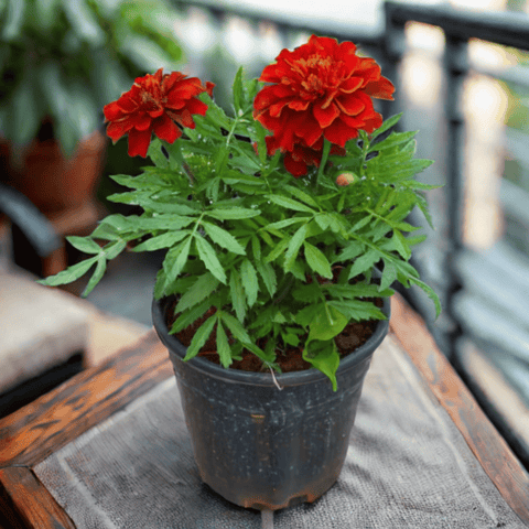 Marigold / Genda Jafri Red in 4 Inch Nursery Pot