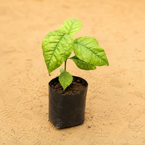 Belpatra in 3 Inch Nursery Bag