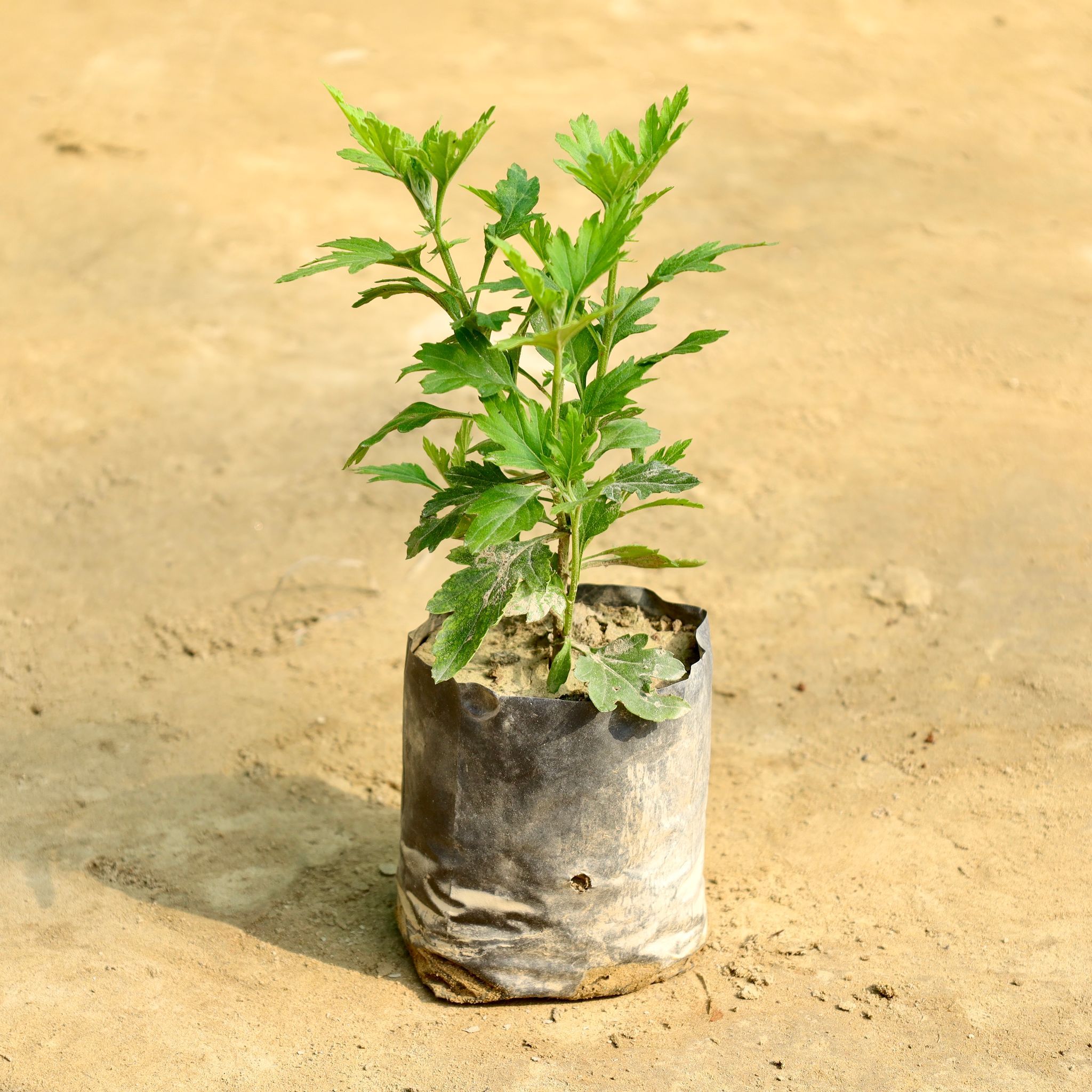 Chrysanthemum / Guldawari / Guldaudi Sapling (any colour) in 3 Inch Nursery Bag